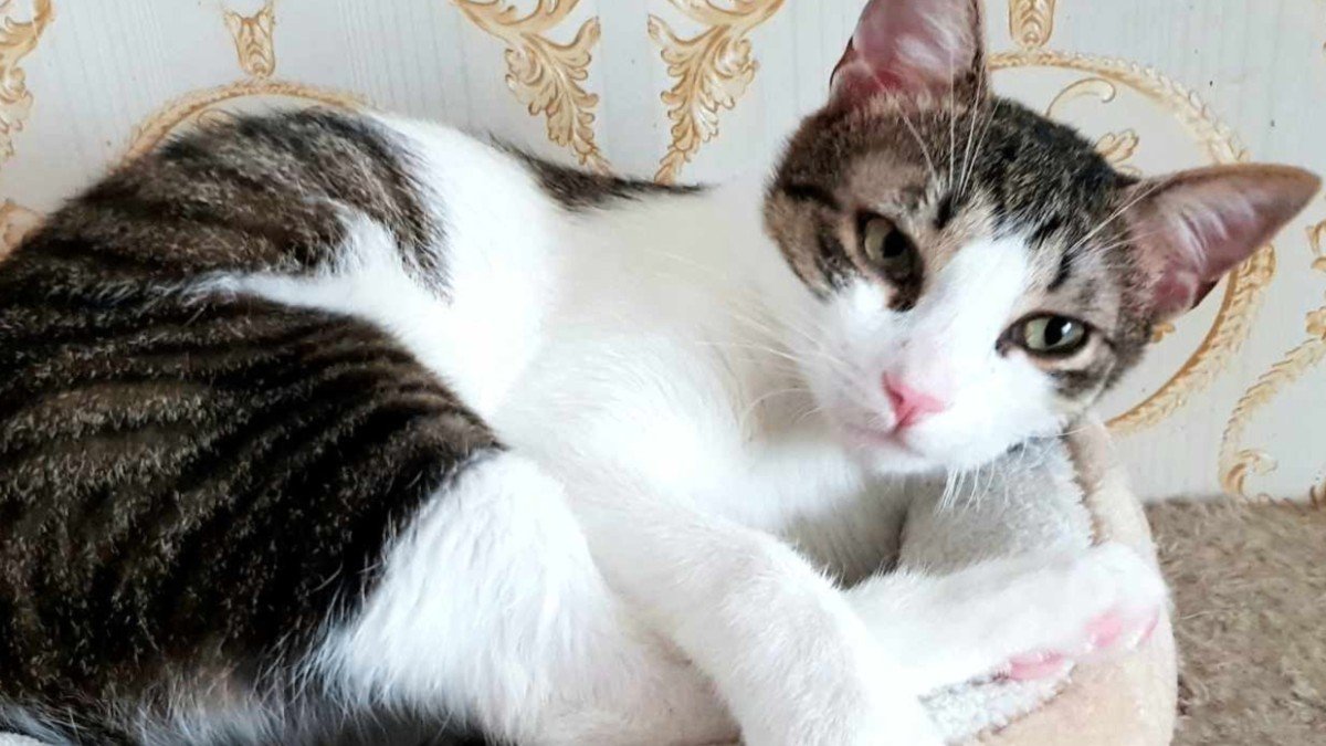 Sultan