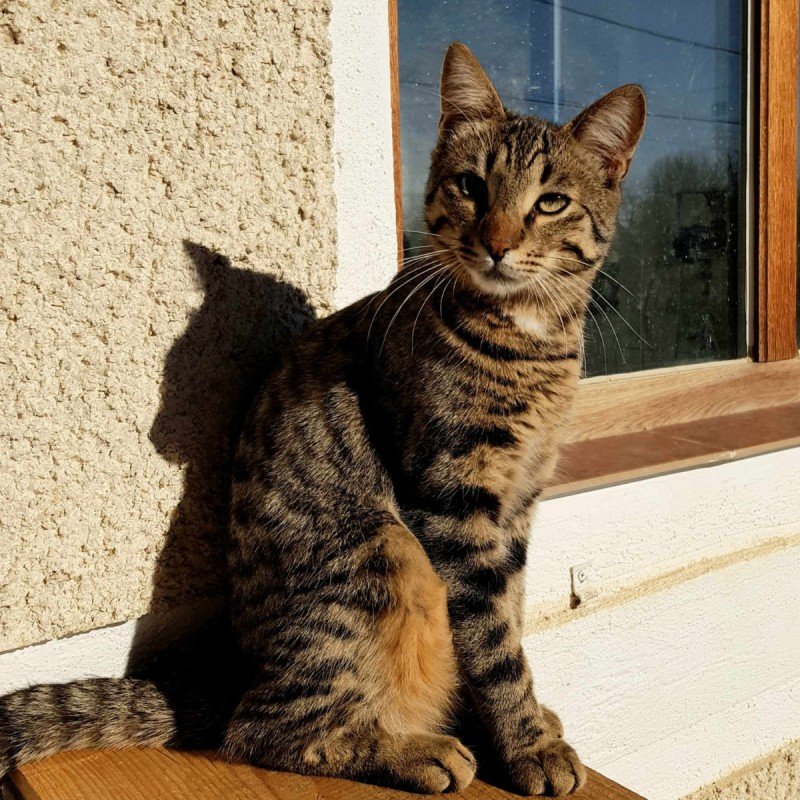 MacDuff