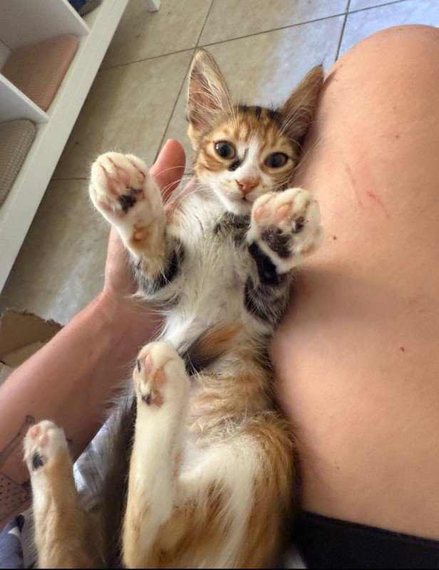 Catalina