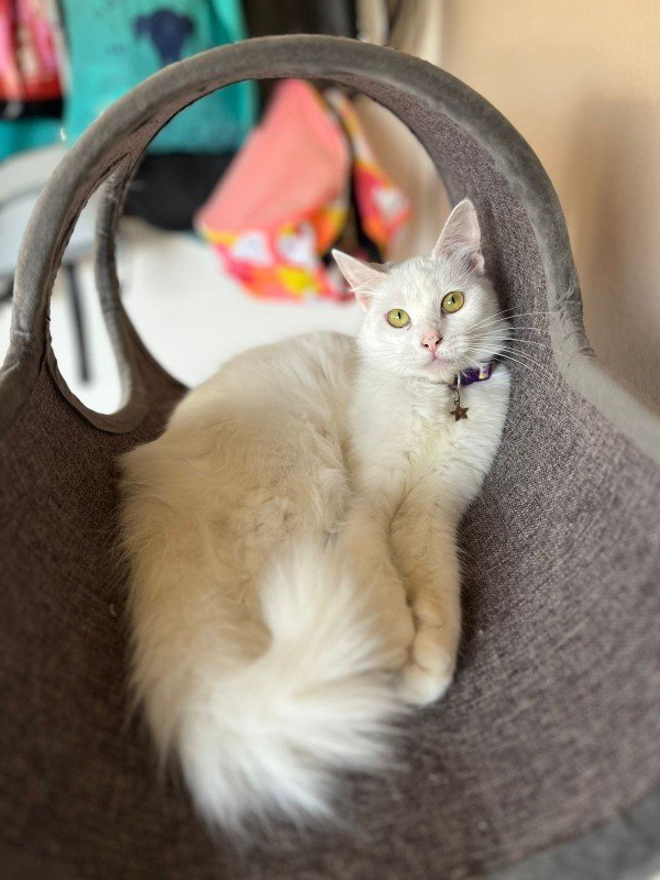 Snowbell