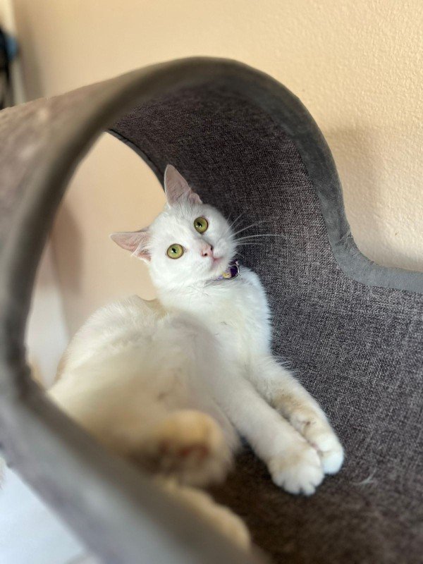Snowbell