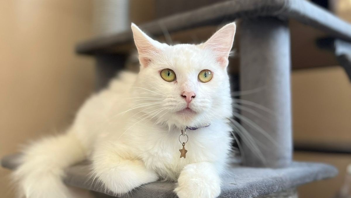 Snowbell