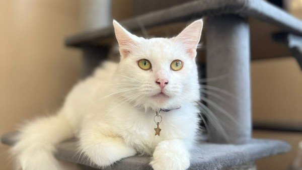Snowbell