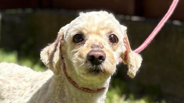 Dougal