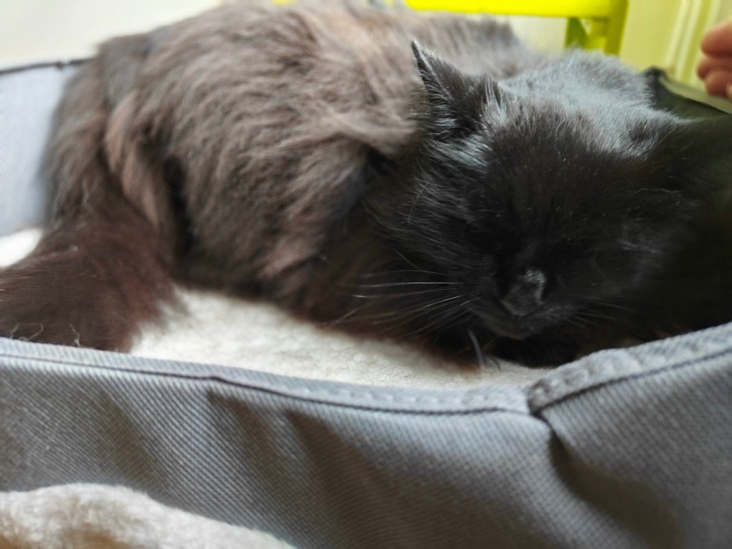 KitKat