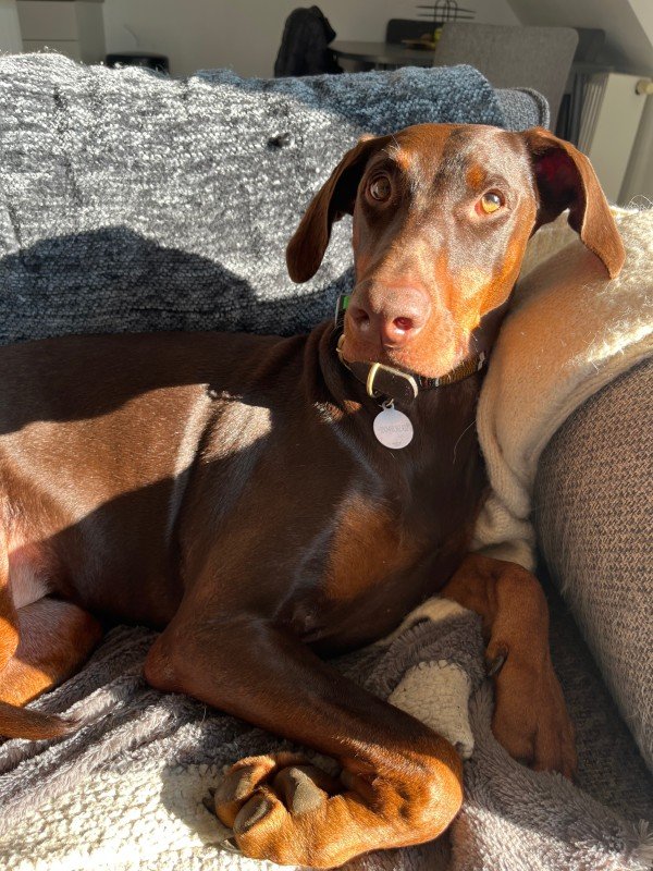 Hazel