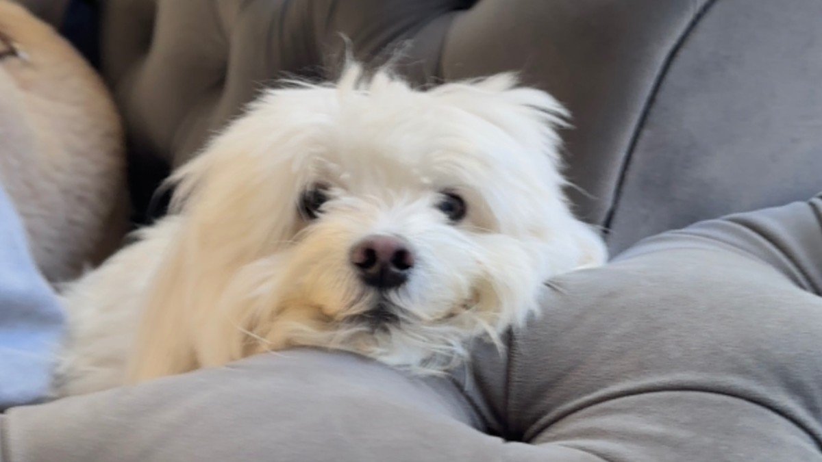 Chiko