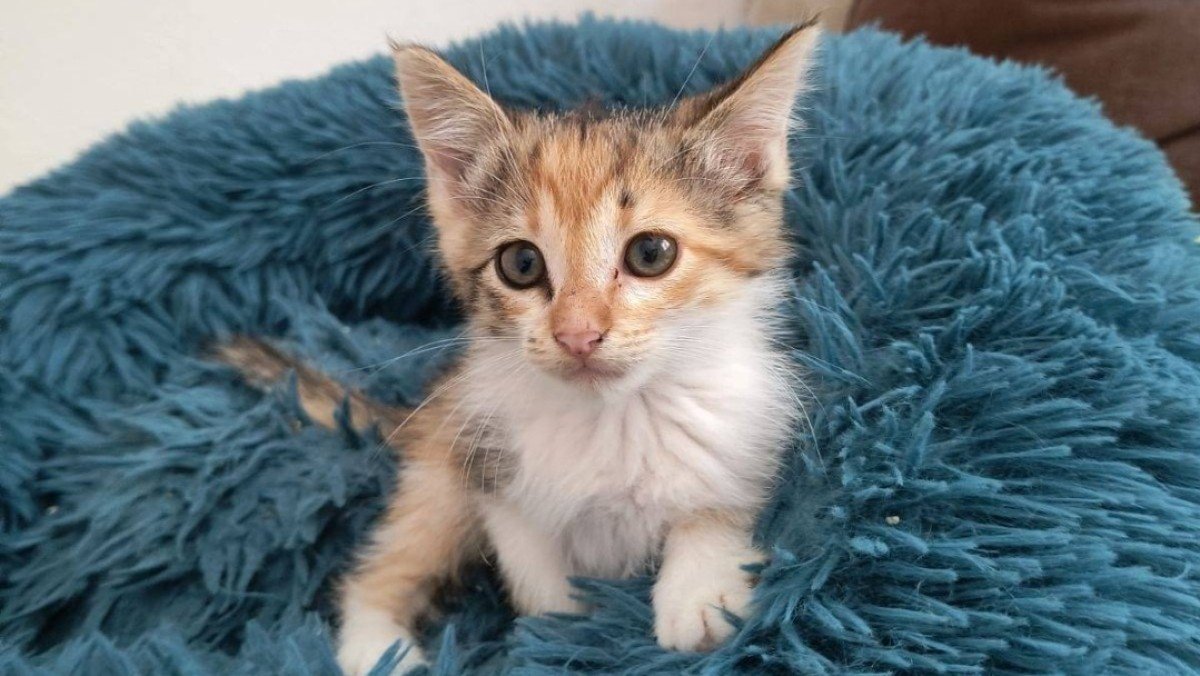 Bella