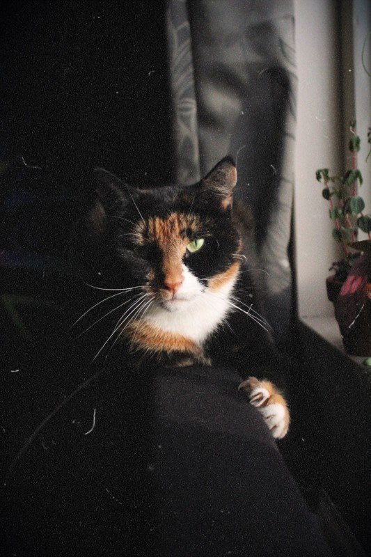 Mika