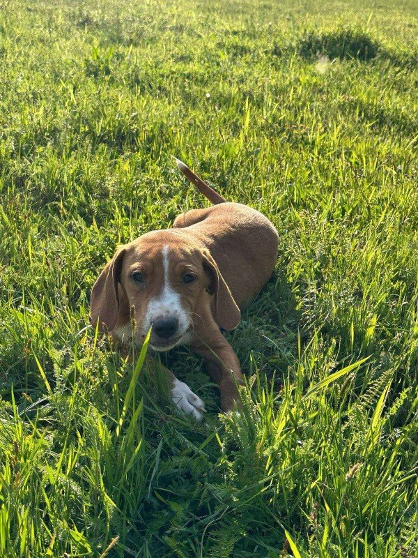 Dewey