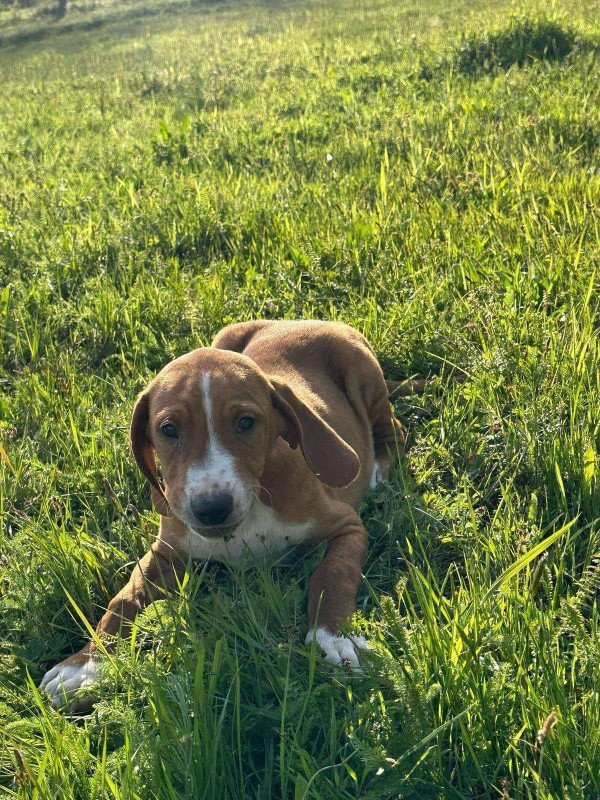 Dewey