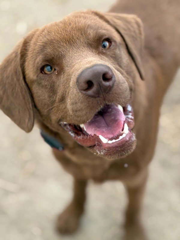Marley
