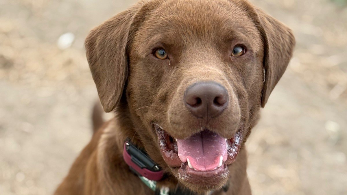 Marley