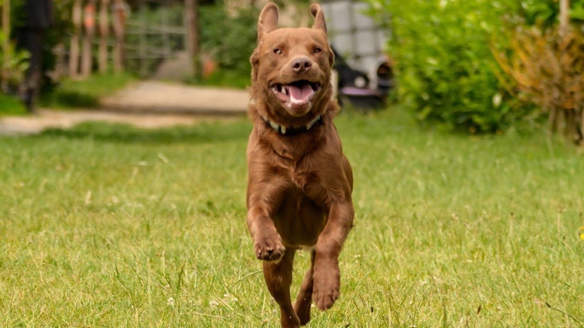 Marley