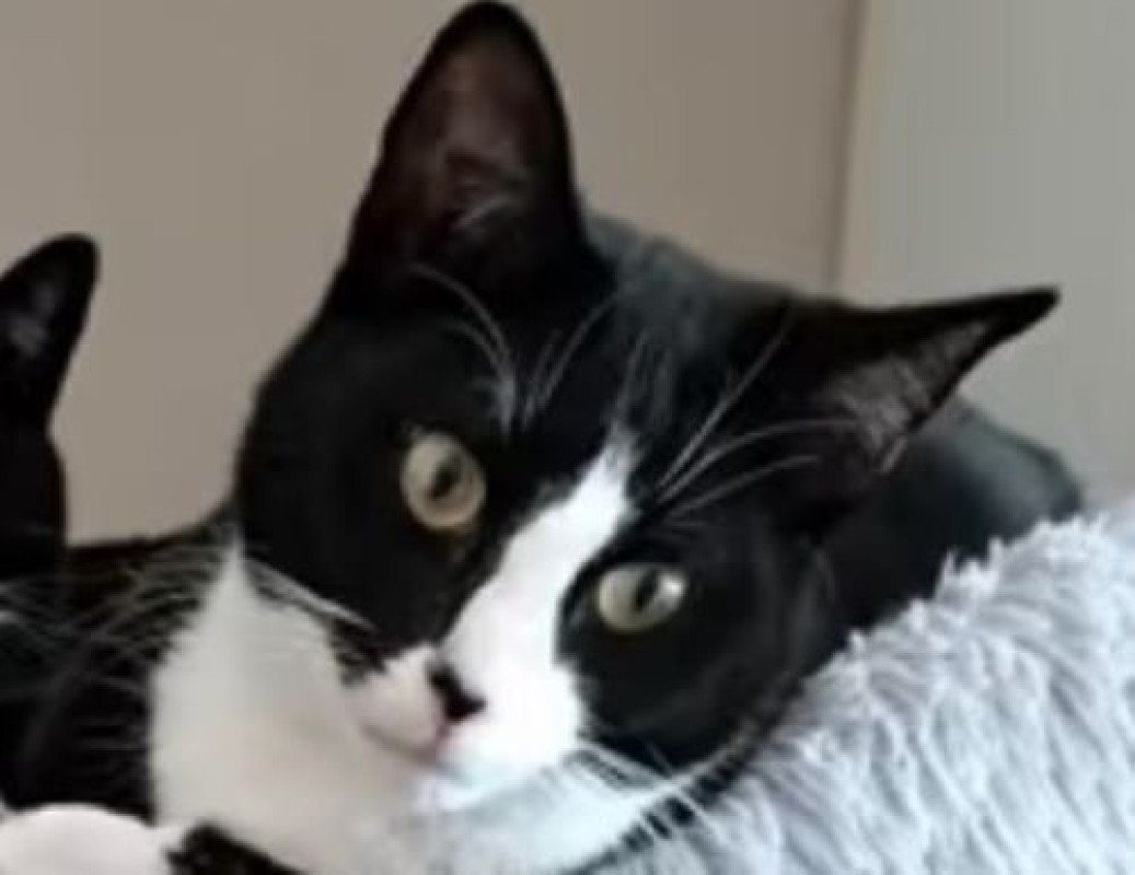 Lex