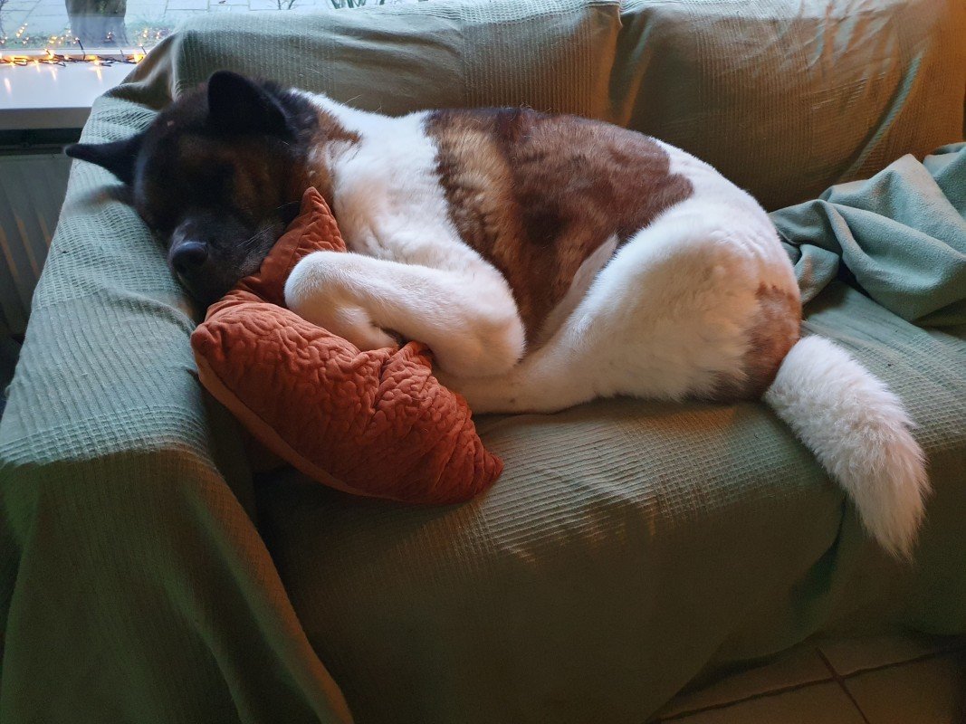 Bo