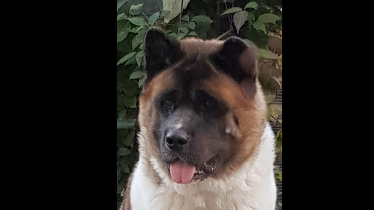 Bo
