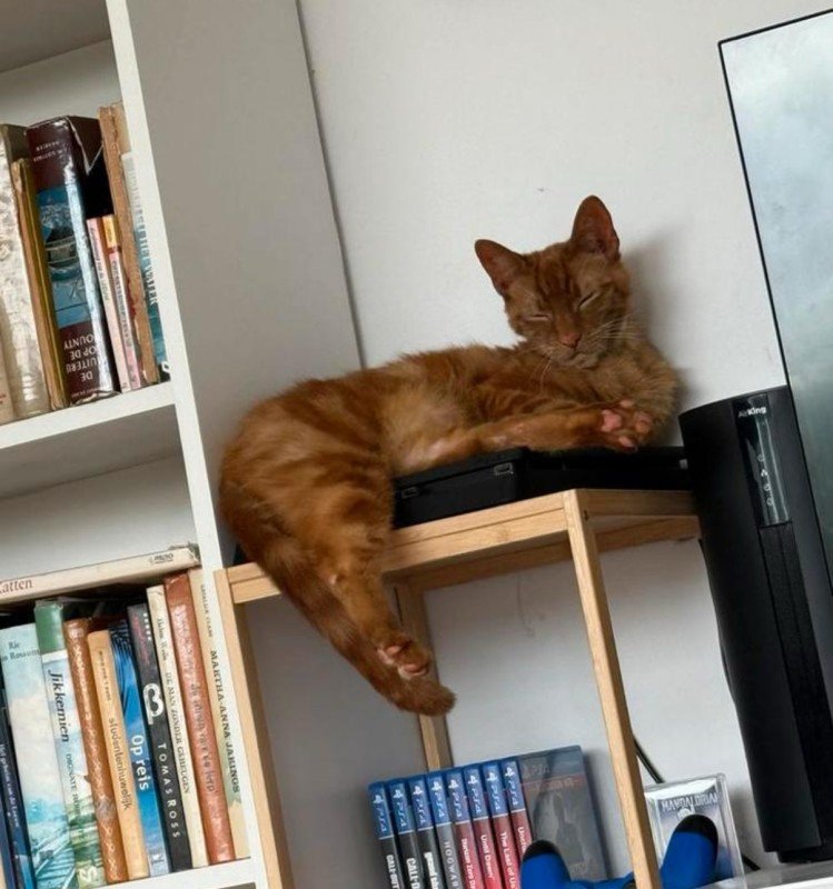Simba