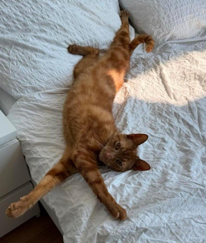 Simba