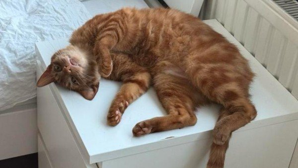 Simba