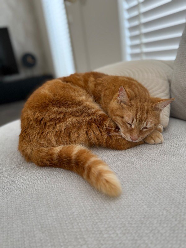 Simba