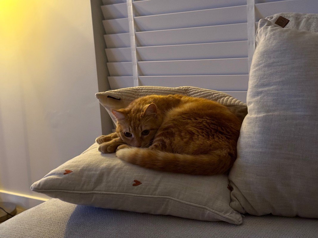 Simba