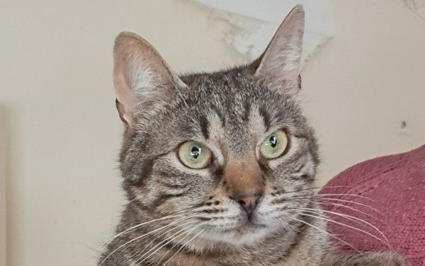 Tigri