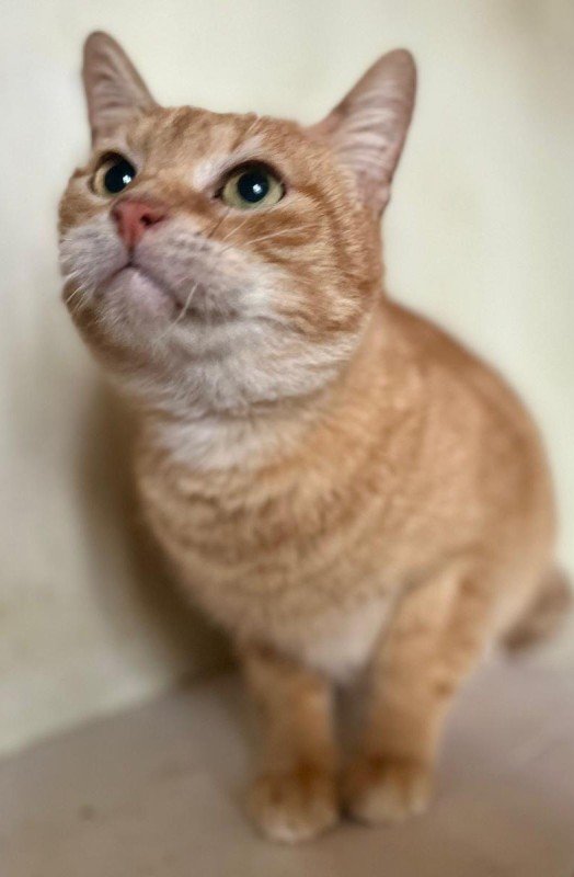 Benji