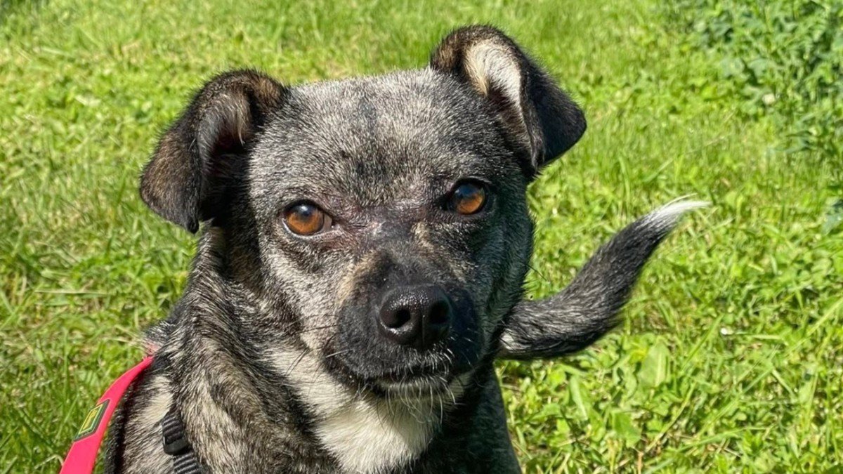 Pepper