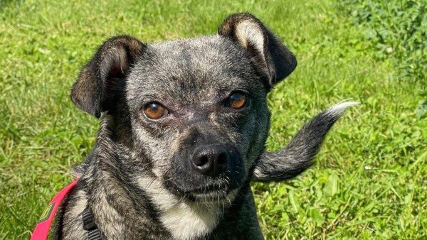 Pepper