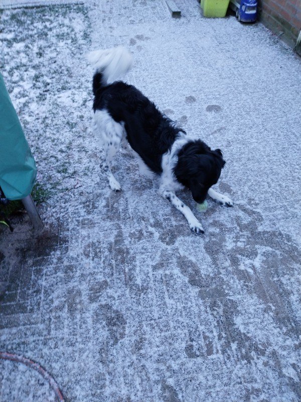 Balou