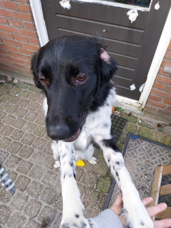 Balou