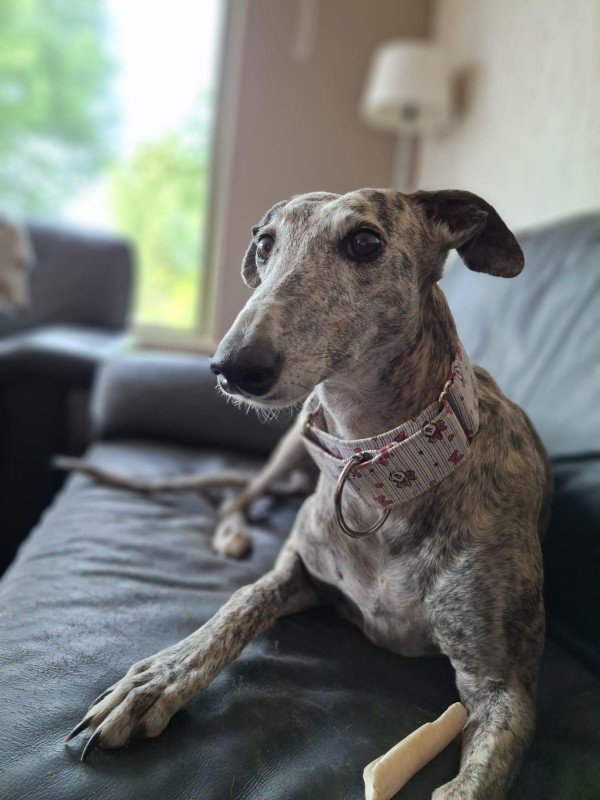 Ayla