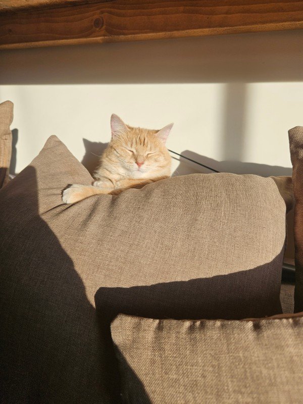Nala