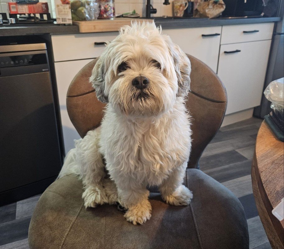Sammy