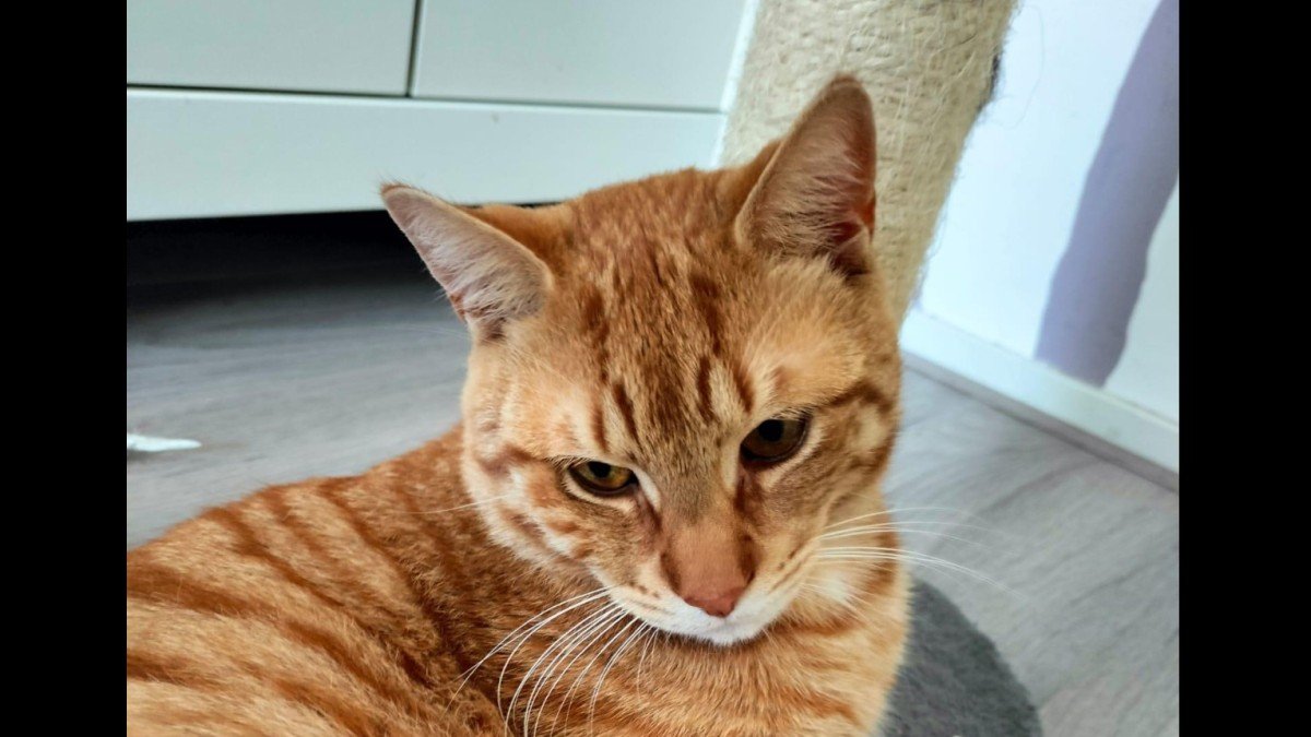 Milo