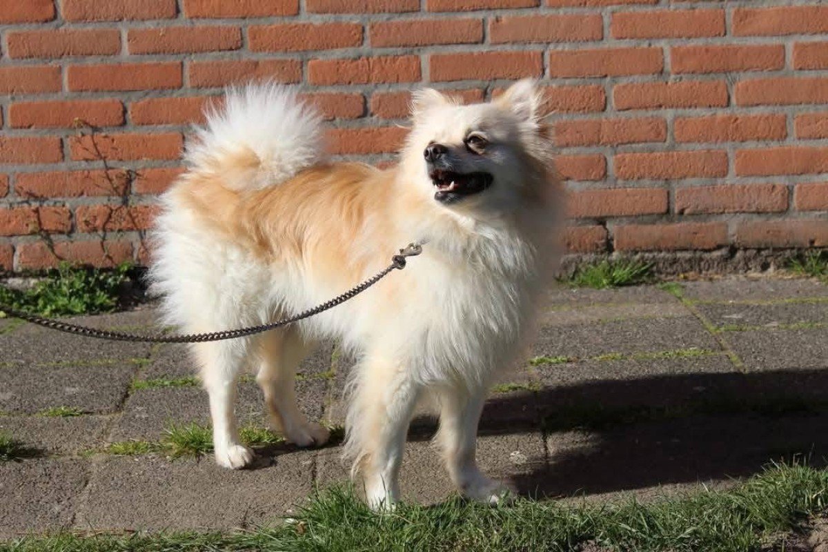 Migo