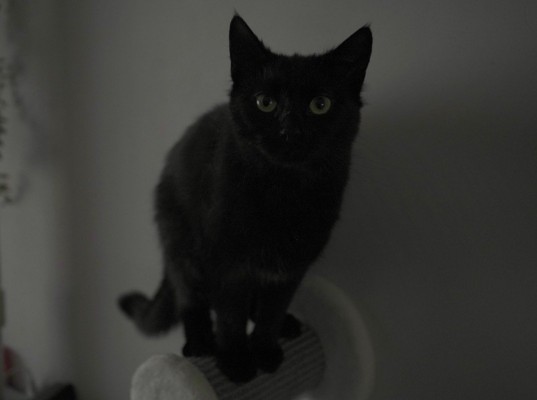 Bean
