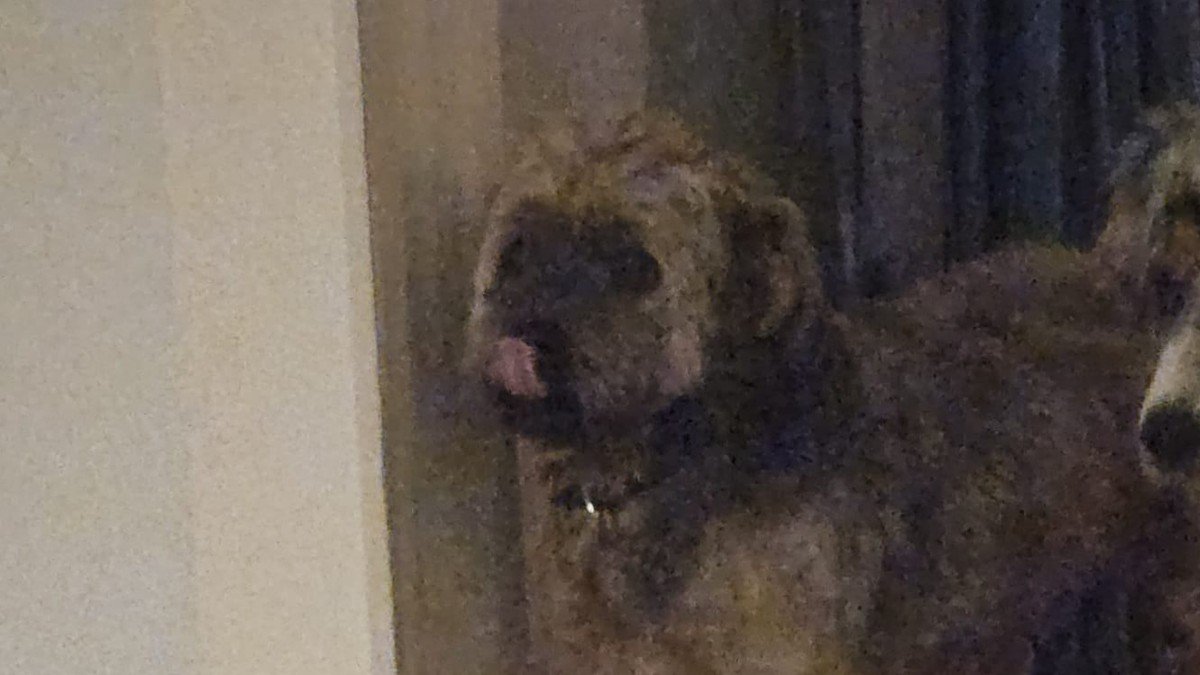 Bruno
