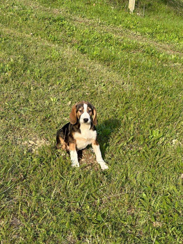 Huey