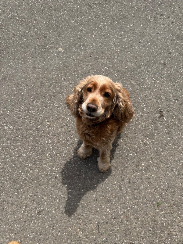 Copper