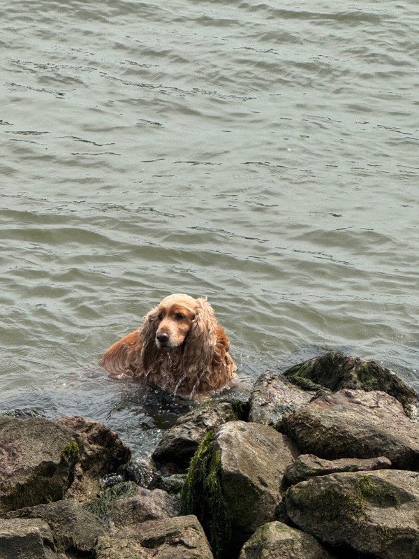 Copper
