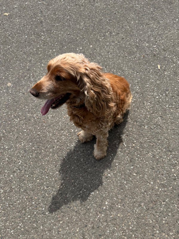 Copper