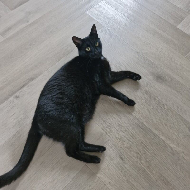 Koekie