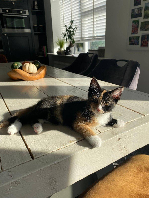 Loki