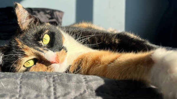 Loki