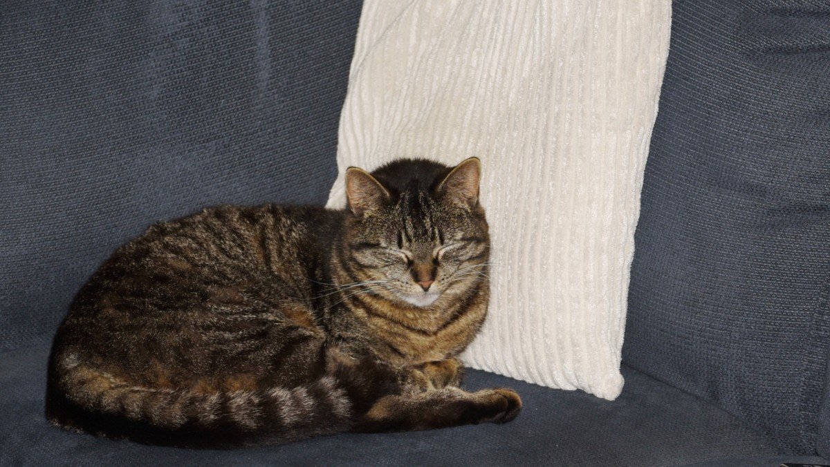 Joep