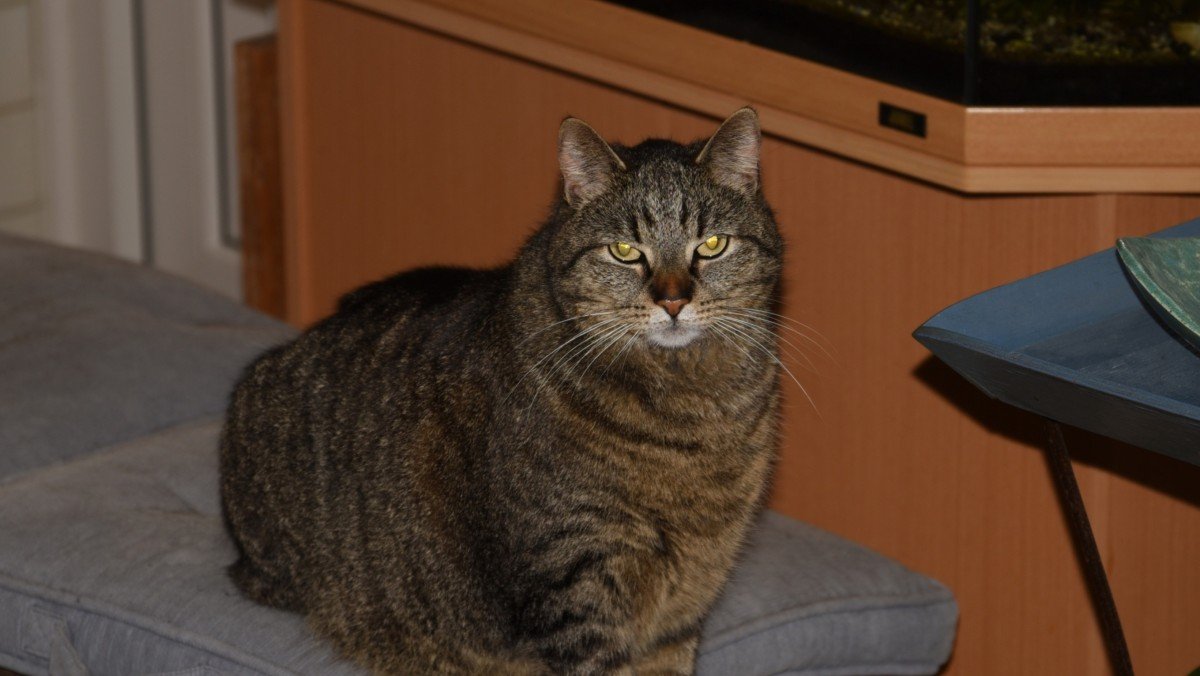 Joep