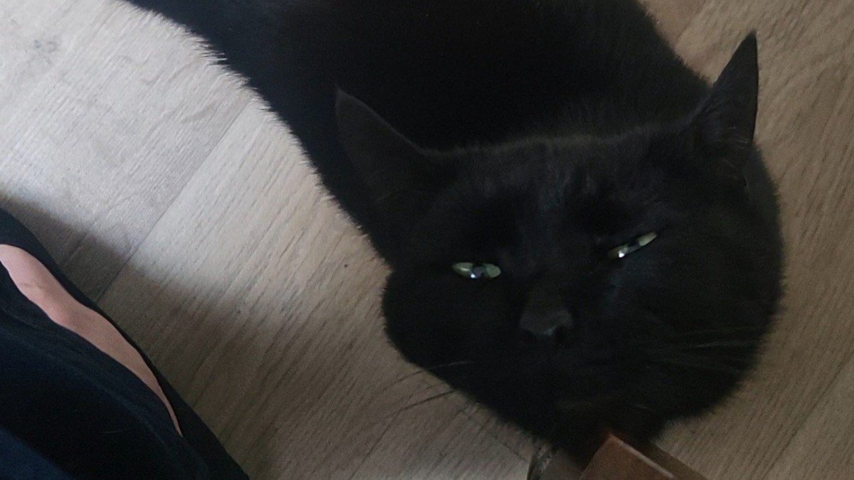 *SPOED* Lotje