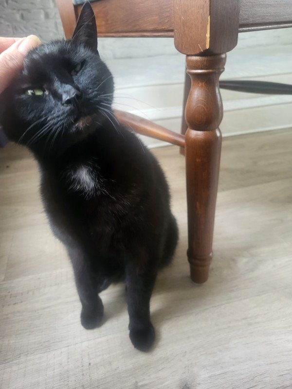 *SPOED* Lotje